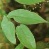 Epimedium Extract