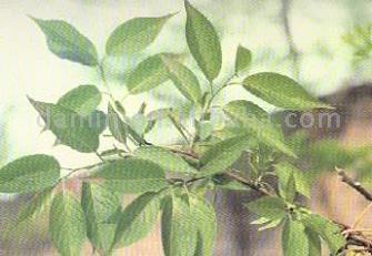 Eucommia leaf Extract Powder- Herbal Extracts