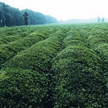 Green Tea Extract